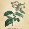 Карты Таро Ботанические Вдохновения / Botanical Inspirations Deck - U.S. Games Systems